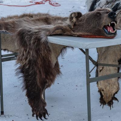 Se Jokkmokkmarket 30c Bear Fur W Head900
