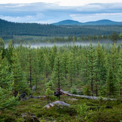 Se Lappland Pinetrees Coniferous Forest Valley Mountains Fog900