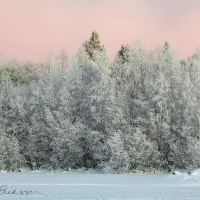 Winter Snow Frozen Decidious Trees Sunset900