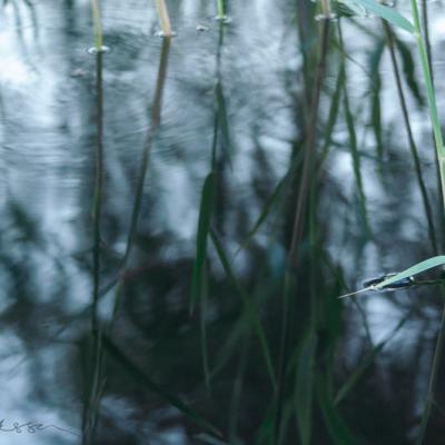 Abstract Reeds Blurry Water Ripples Reflections