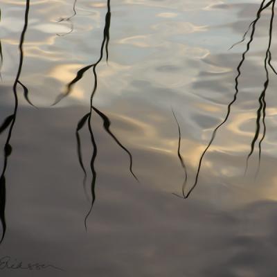 Abstract Reeds Reflection Watersurface