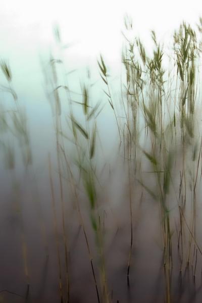 Abstract Reeds Windy Water Bright