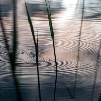 Water Surface Ripples Circles Reeds900