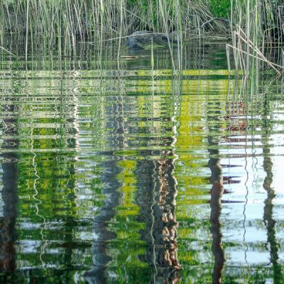 Watersurface Reeds Reflections Green