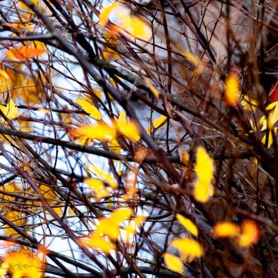 Sweden Twigs Yellow Orange Autumnleaves Windblur900