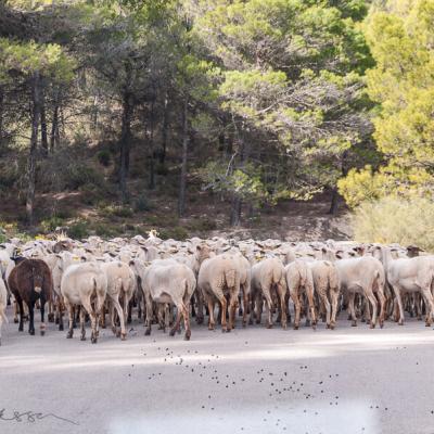 Es Countryroad Sheperd Sheep Flock Conifers900