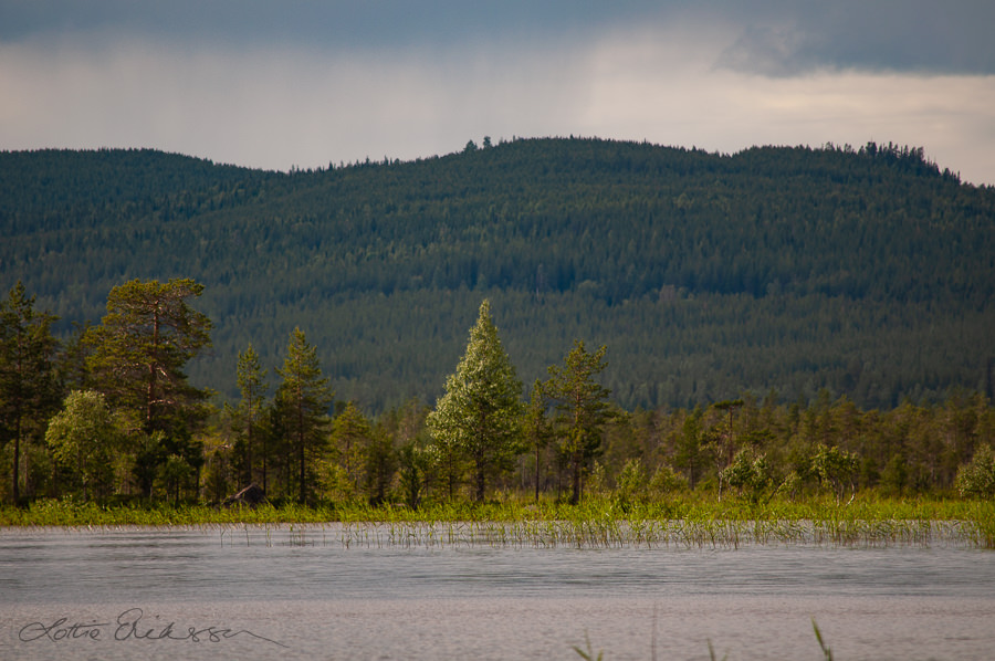 Sweden_lake_pine_fir_mountains_forest900