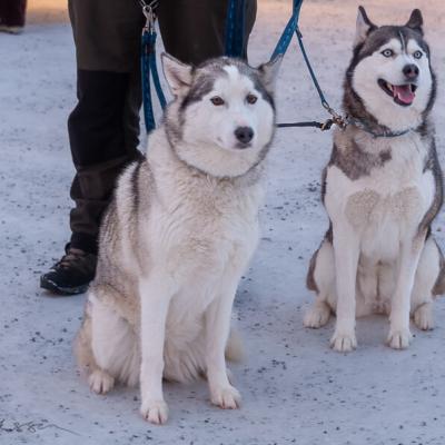 Se Jokkmokkmarket Cute Sledge Dogs900