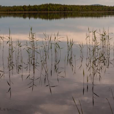 Se Lake Dawn Tranquil Reeds Forest