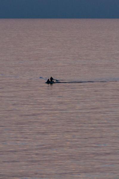 Mediterranean Dusk Vastsea Tinyboat Fishermen