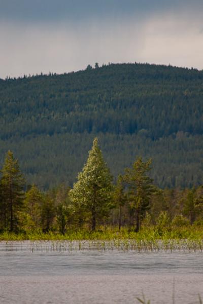 Se Lake Pine Fir Mountains Forest