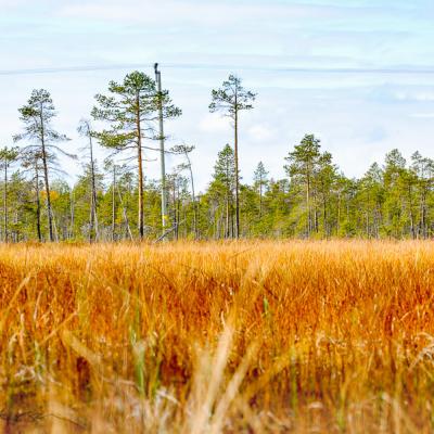 Se Lappland Grassy Mire Background Pinetrees Powerlines900