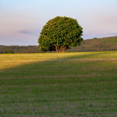 Se Norrbotten Field Rowantree Forest Sky Summer900