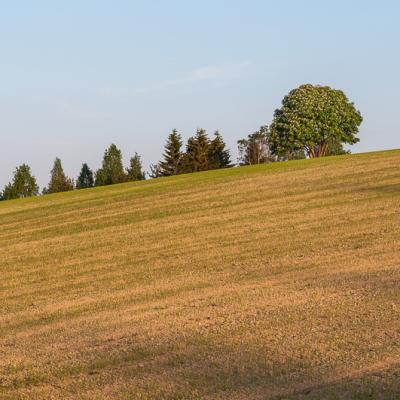 Se Norrbotten Hill Field Trees Horizon