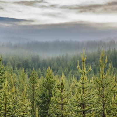 Se Summernight View Valley Mountains Coniferous Forest