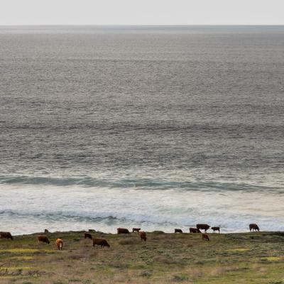 Us 16 California Bigsur Cows Pasture Thepacific900