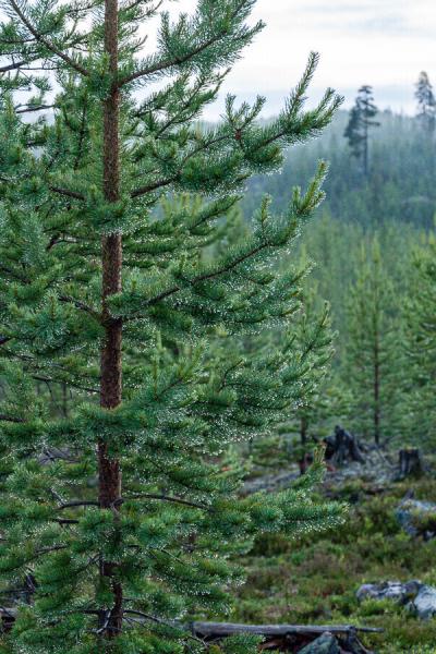 After Rain Pine Background Clear Cut Valley900