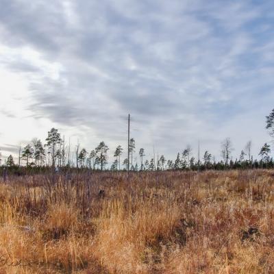 Clear Cut Pintetrees Grass Autumn Blue Sky Clouds900