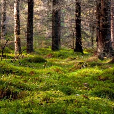 Coniferous Forest Green Moss Ground Sunbeams900