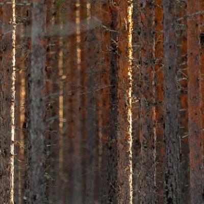 Coniferous Forest Straight Pine Tree Trunks Sunlit900
