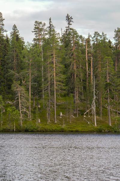 Lake Coniferous Forest Spruce Green900