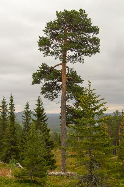Old Pinetree Spruces Downhill Grey Sky900
