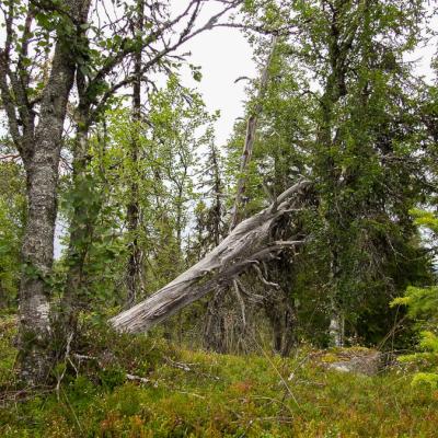 On Mountaintop Old Birchtrees Treetrunk900