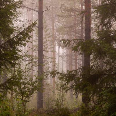 Summer Midnight Coniferous Forest Foreground Spruces Background Pinetrees900
