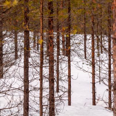 Winter Small Pinetrees Close Colorful900