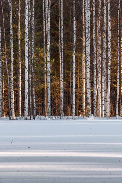 Winter Snow Forest Straight Row Birch Spruce Pine Sunlit900