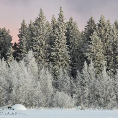 Winter Snow Frozen Decidious Trees Spruces Sunset900