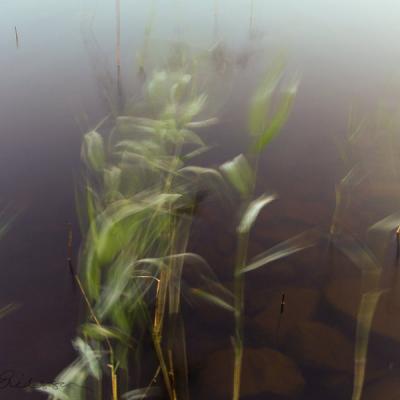 Abstract Reeds Windy Water