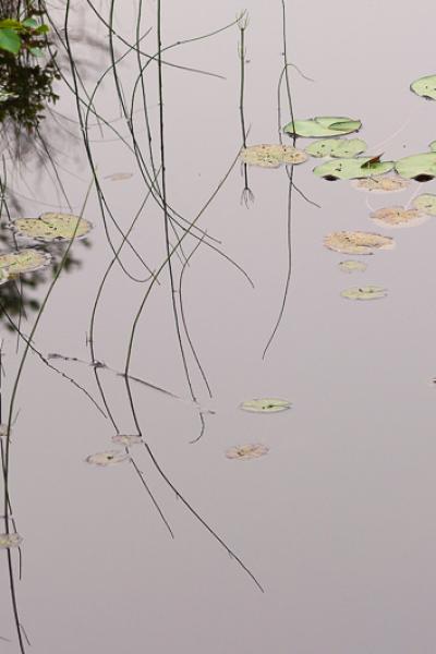 Abstract Watersurface Reflection Reeds Nackros