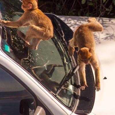 Berbers Babies Playing Car