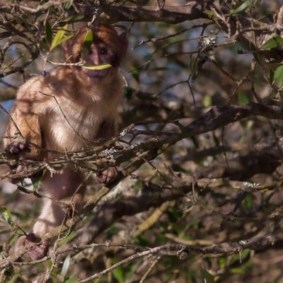 Berbers Baby Intree Looking