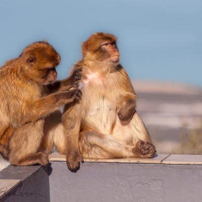 Berbers Couple Ontheedge Closer Gibraltar