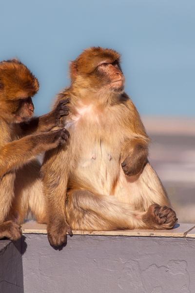 Berbers Couple Ontheedge Closer Gibraltar