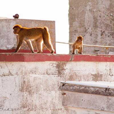 Berbers Motherandchild Rooftop