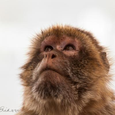 Berbers Philosopher Closeup Lookingup Berbers Philosopher Closeup Lookingup
