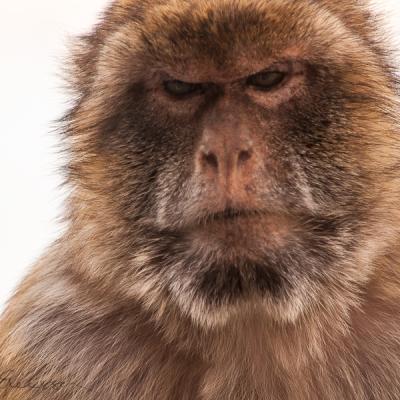 Berbers Philosopher Closeup Sad Lookingdown