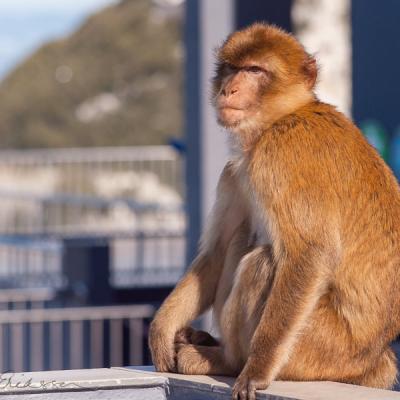 Berbers Philosopher Lookingdistant