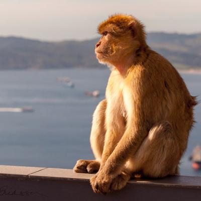 Berbers Philosopher Ontheedge Precipice Berbers Philosopher Ontheedge Precipice