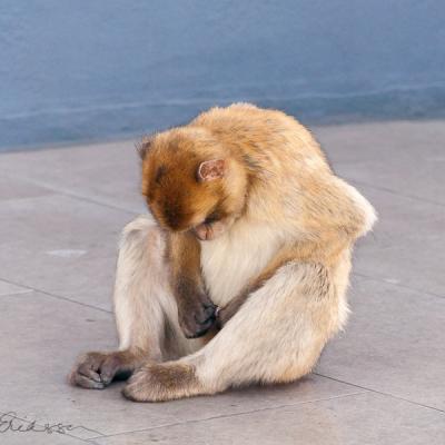 Berbers Youngster Foundsomethinginteresting