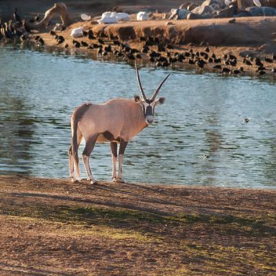 Safari Blacknwhite Goat Looking By Pond