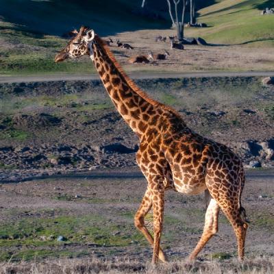 Safari Giraffe Walking Beside Us2