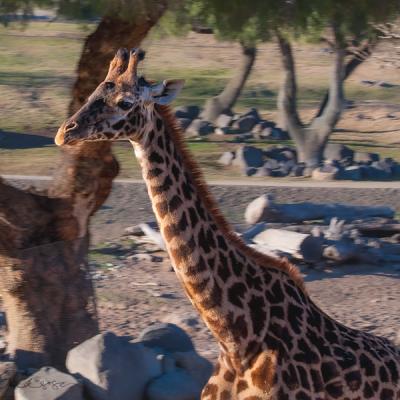 Safari Giraffe Walking Beside Us