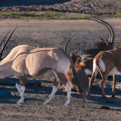 Safari Goat Gathering Eyes Keeping Watch