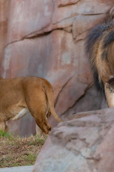 Safari Into The Lion Cave