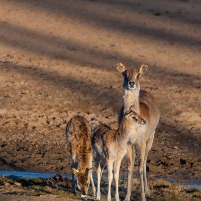 Safari Lama Mother And Two Kids