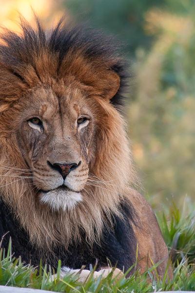 Safari Lion Looking Straight At Me2